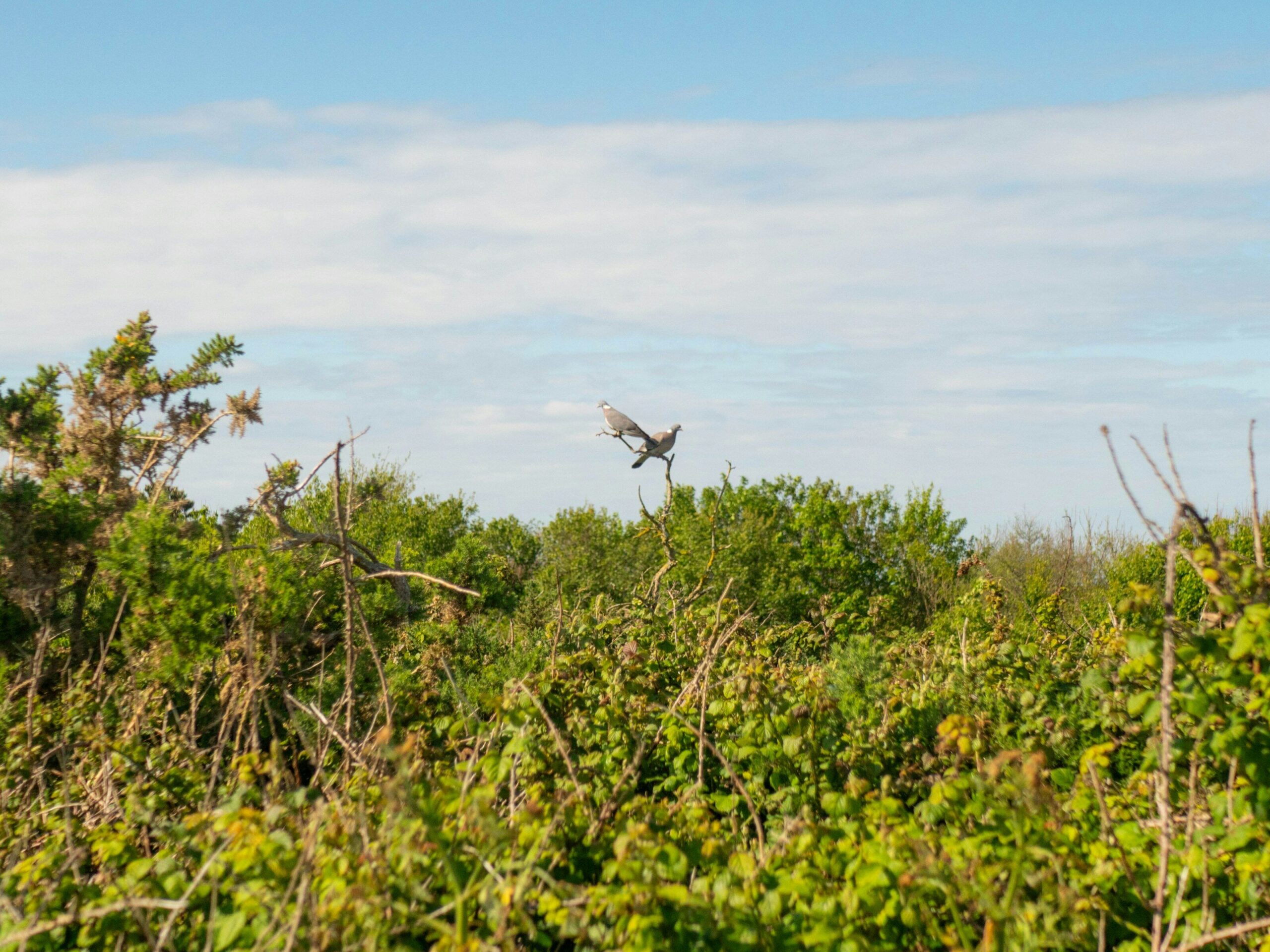 A bird flies over a dense green forest.
